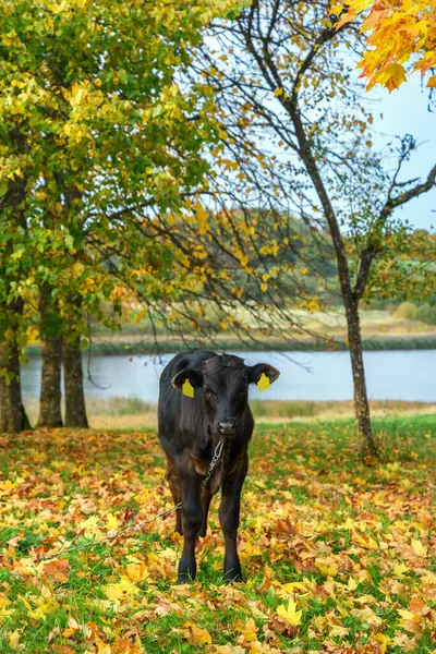 草原上的小黑牛犊 — 图库照片