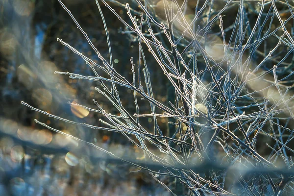 冬の草原の眺め — ストック写真