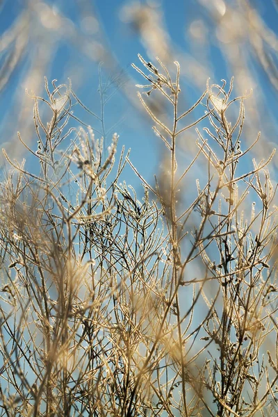 View Grasslands Winter — Stock Photo, Image