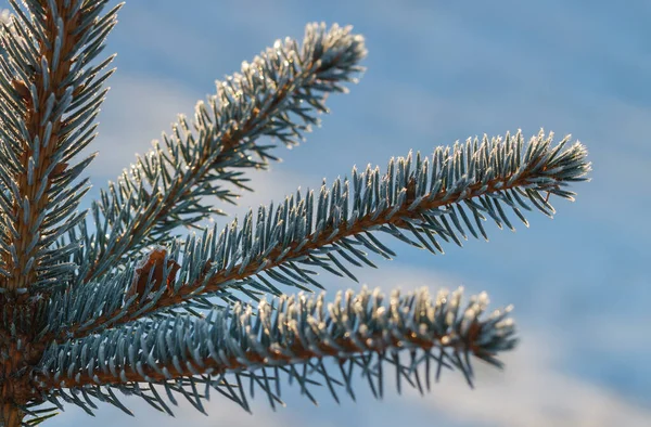Naturligt Växande Gran Träd Blå Himmel Bakgrund — Stockfoto
