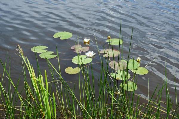 Blick Auf Einen Teich Mit Weißen Seerosen — Stockfoto