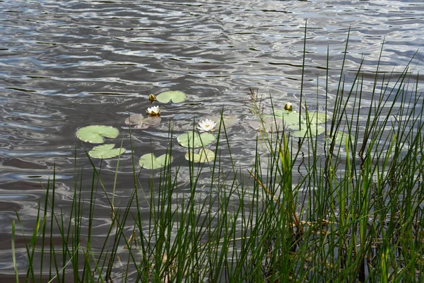 Uitzicht Een Vijver Met Witte Waterlelies — Stockfoto