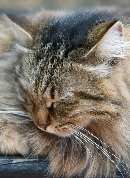 Bezdomny Kot Śpi Ławce — Zdjęcie stockowe
