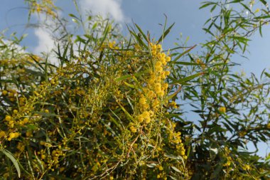 Mimoza ağacı çiçek açar..