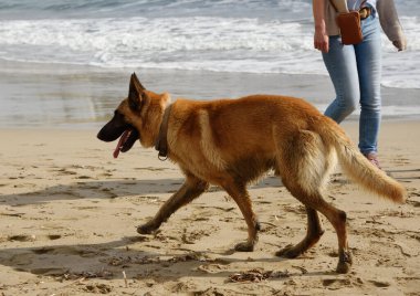 Sahilde büyük köpek.