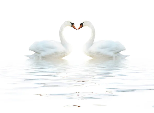 Dos Cisnes Aislados Una Superficie Blanca Con Olas —  Fotos de Stock