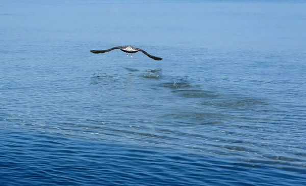 Flying Seagull Sea Water — Zdjęcie stockowe