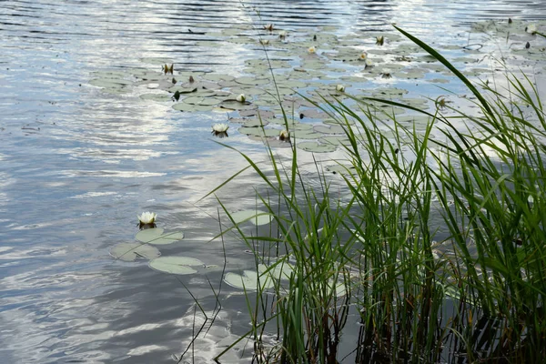 Uitzicht Een Vijver Met Witte Waterlelies — Stockfoto