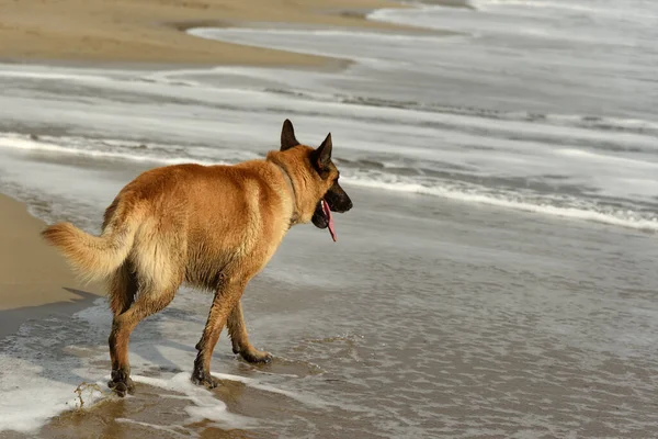 Stor Hund Stranden - Stock-foto
