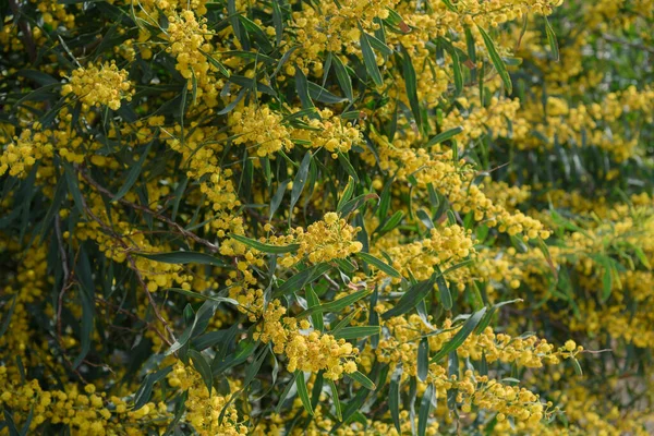 Mimoza Ağacı Çiçek Açar — Stok fotoğraf