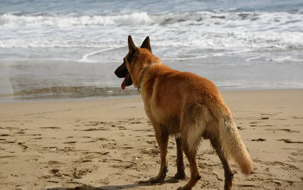 Μεγάλο Σκύλο Στην Παραλία — Φωτογραφία Αρχείου