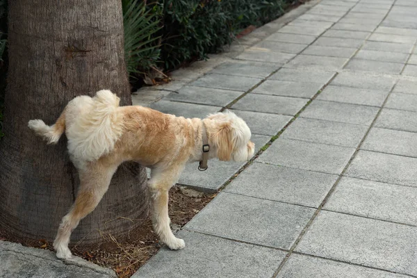 Bir Köpek Palmiye Ağacına Işiyor - Stok İmaj