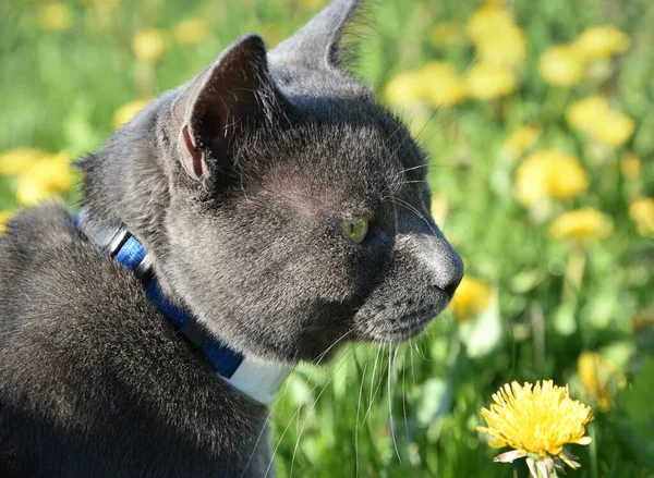 View Gray Cat Resting Field Dandelions — Stock Photo, Image