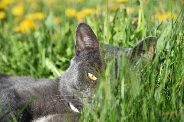 タンポポの畑に眠る灰色の猫の眺め — ストック写真