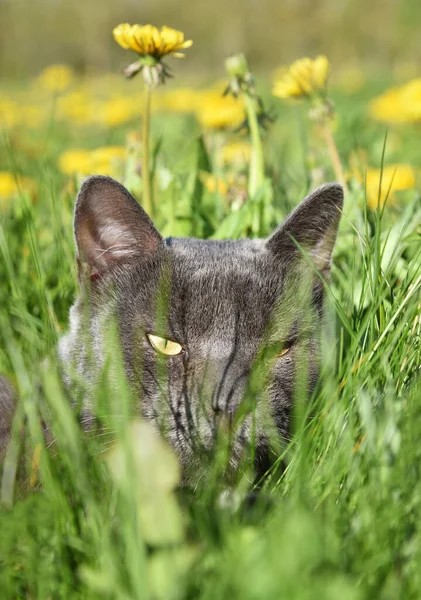 タンポポの畑に眠る灰色の猫の眺め — ストック写真