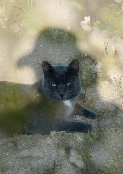 女の影の中の乾いた地面の猫 — ストック写真
