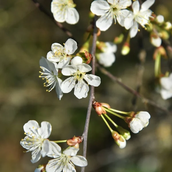 Kirschblütenbaum Frühling — Stockfoto