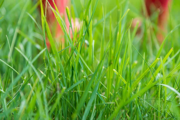 Rote Stiefel Ruhen Auf Grünem Rasen — Stockfoto