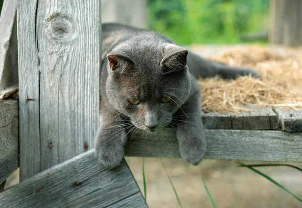 Kočka Leží Venku Věži — Stock fotografie