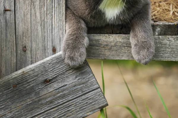Bir Kedi Kulenin Dışında Dinleniyor — Stok fotoğraf