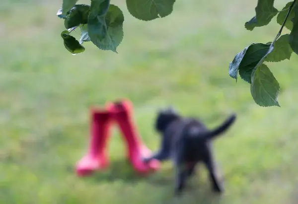 Röda Stövlar Grön Gräsmatta Med Katt Och Trädgren Med Regndroppe — Stockfoto