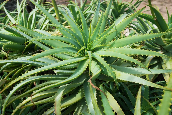 Utsikt Över Växande Aloe Naturen — Stockfoto