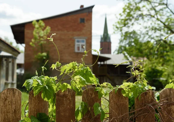 小さな町で野生のブドウと木製の柵の眺め — ストック写真