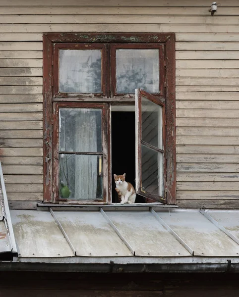 Jeune Chat Est Assis Sur Rebord Fenêtre — Photo