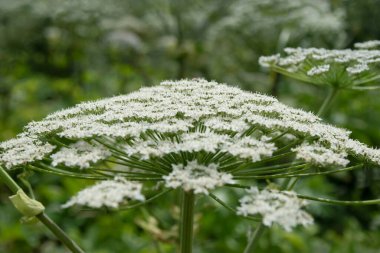 Bir tarladaki yaban domuzlarının görüntüsü.