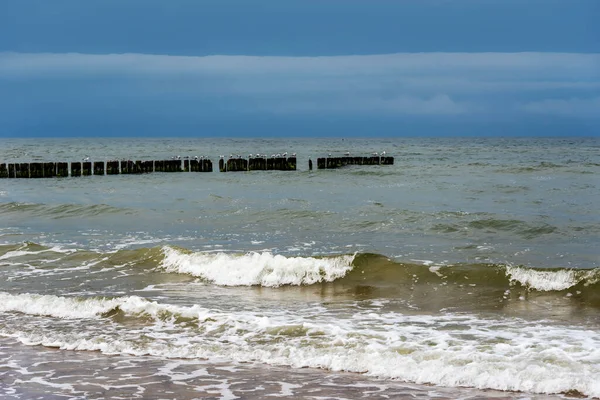 Gruppo Gabbiani Riposa Pontile Legno Nel Mar Baltico — Foto Stock