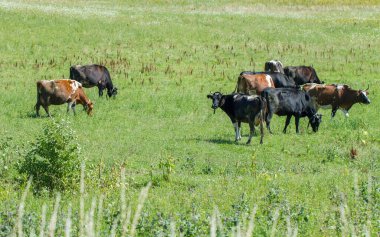 Tarlada bir inek sürüsü.