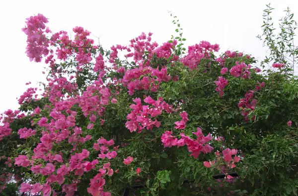 Pink flowers at the road in Greece.