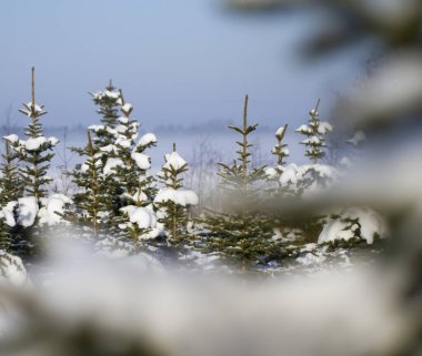 Karlı bir tarlada güzel köknar ağaçları.