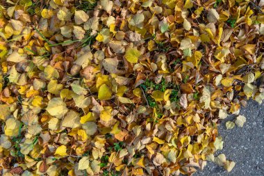 Ekim 'de sarı yaprakların yüzeyi.