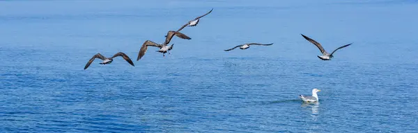 Flying birds over sea water.