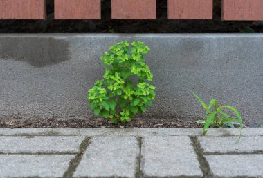 Şehirdeki kaldırımda bitkiler.