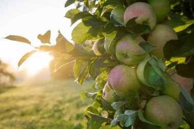 Sabahları elma ağaçları.