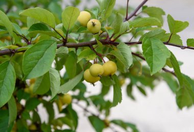 Elma ağacındaki küçük sarı elmalar.