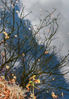 Göletin sakin sularının yüzeyindeki doğal çevrenin yansıması..