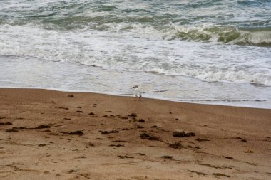 Baltık sahili manzarası.