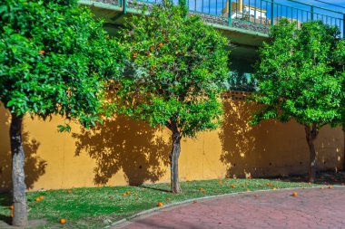 İtalya 'da düşen meyveli portakal ağaçları.