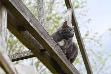 Kırsal kesimde bir kedi çatı katında oturuyor..