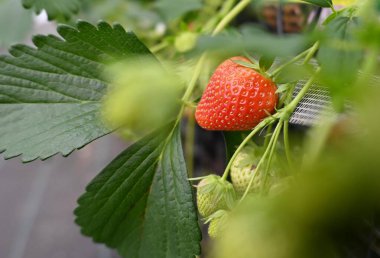 Yeşil ve kırmızı çilekler serada.