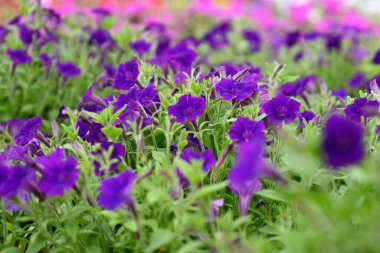 Baharda bir serada çiçek açıyor, çiçek pazarı..