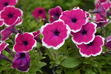 Baharda bir serada çiçek açıyor, çiçek pazarı..