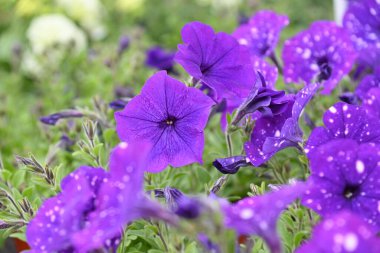 Baharda bir serada çiçek açıyor, çiçek pazarı..