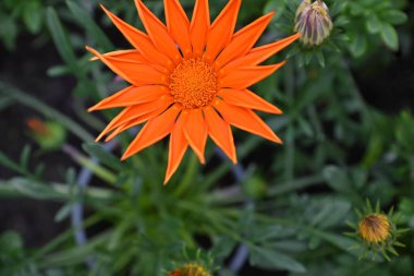 Baharda bir serada çiçek açıyor, çiçek pazarı..
