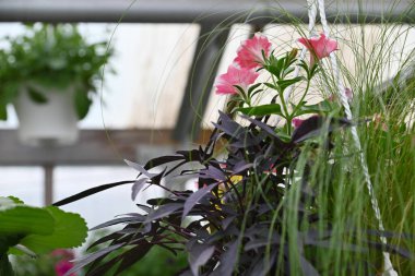 Baharda bir serada çiçek açıyor, çiçek pazarı..