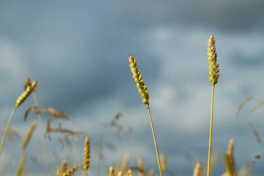 Buğday alanında büyüyor.
