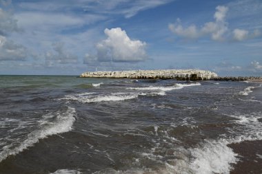 Baltık Denizi kıyısında genç bir köstebek.